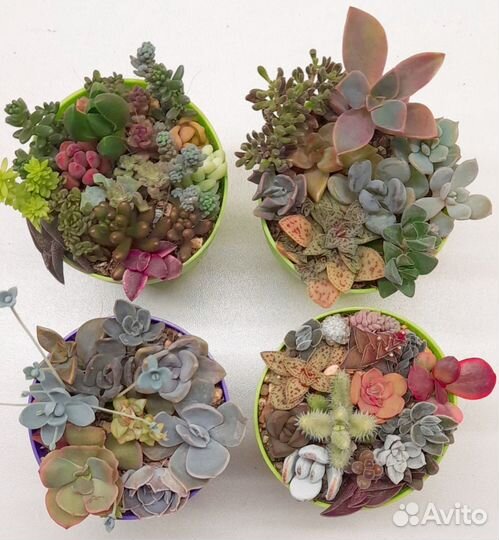 Садики суккулентов