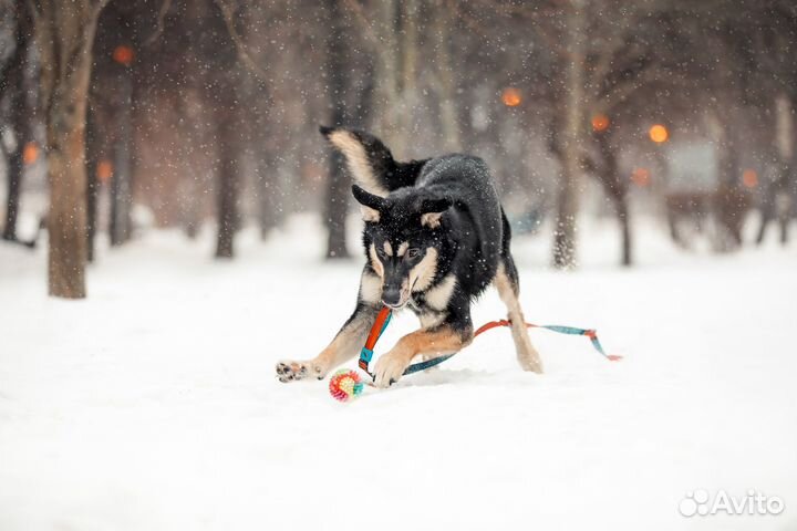 Ищет дом пёс Волчок, собака в добрые руки
