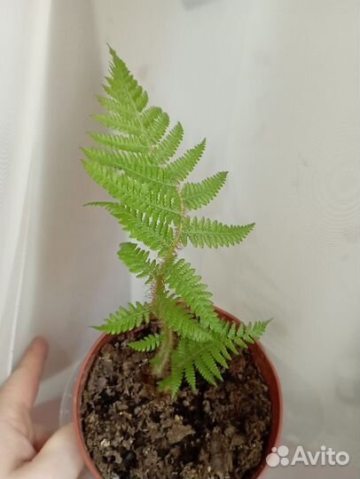 Комнатные растения разные