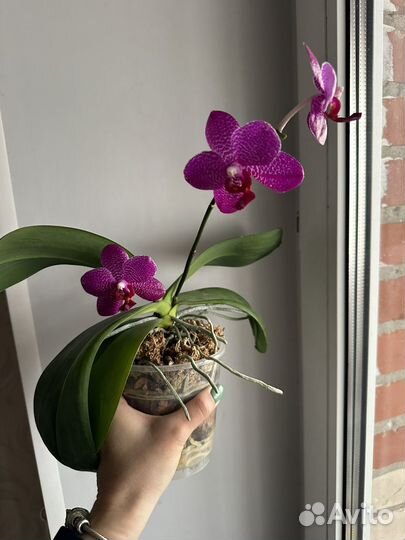 Орхидея фаленопсис Gigan Sun