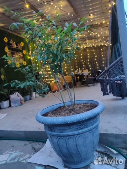 Саженцы голубики