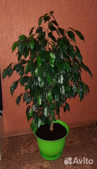 Фикус бенджамина большой