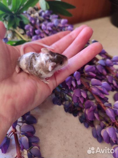 Мышь декоративные тексель сатиновые