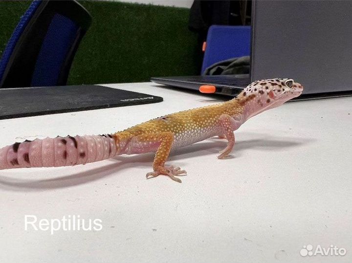 Эублефар Эублефар с комплектом