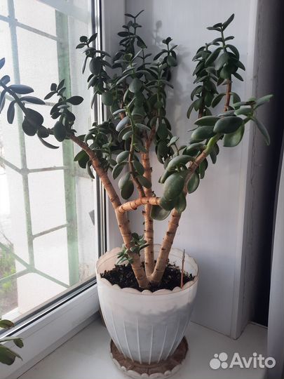 Денежное дерево большое
