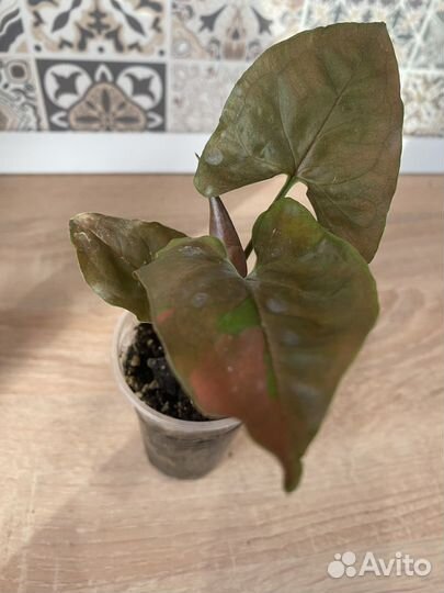 Сингониумы