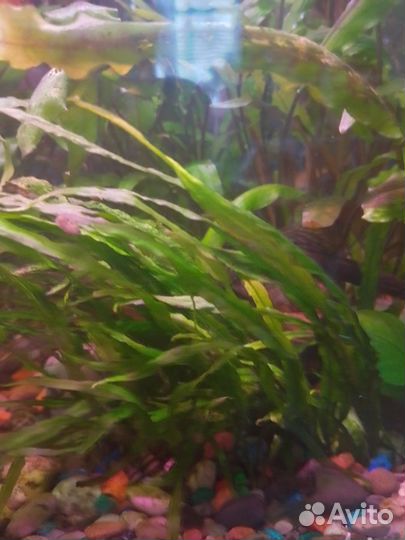 Оранжевые меченосцы и аквариумные растения