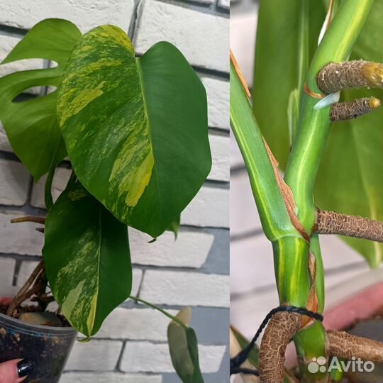 Монстера жёлтая (yellow splash)