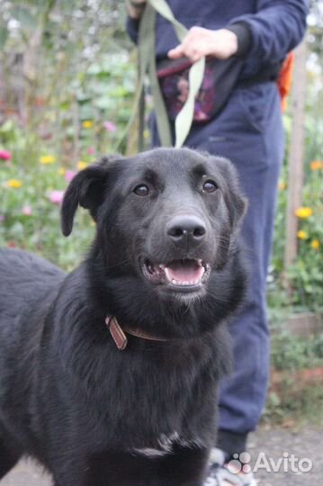 Спасите собаку из приюта