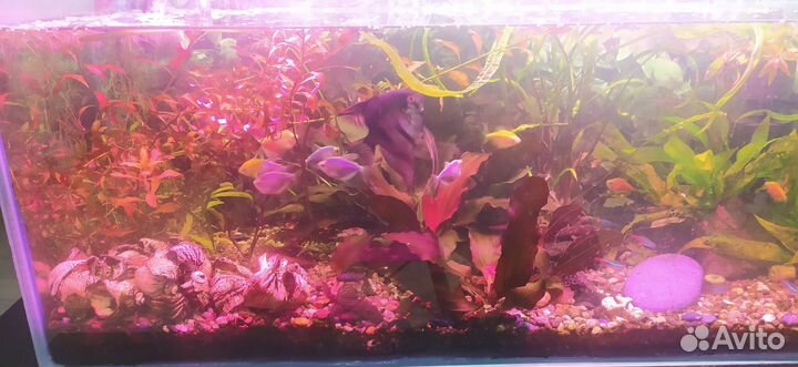 Растения для аквариума