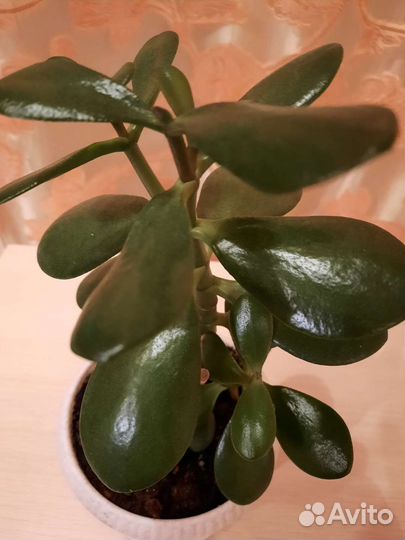 Толстянка денежное дерево