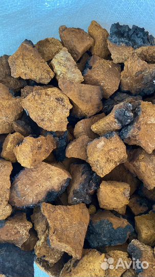 Березовая чага