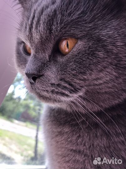 Шотландский кот вязка