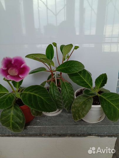 Глоксиния, тидея