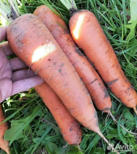 Морковь домашняя