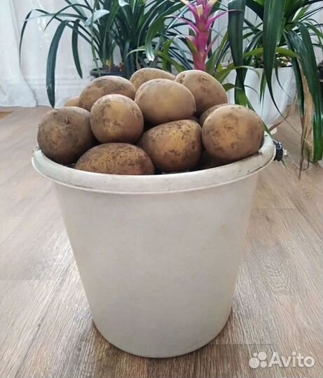 Картофель с бесплатной доставкой