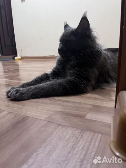 Вязка кота. Мейн-Кун