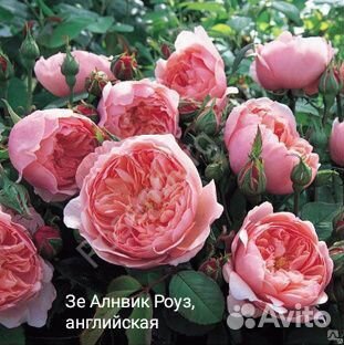 Розы для сада