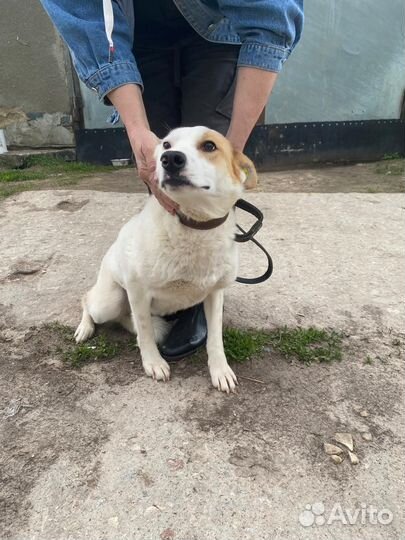 Собака в добрые руки