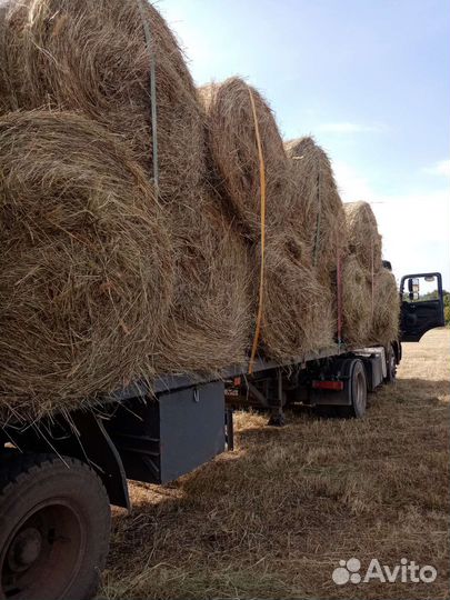 Сено в рулонах по 350кг. 2024 год