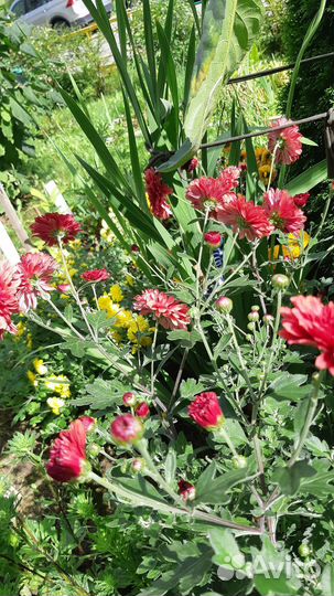 Хризантема кустовая