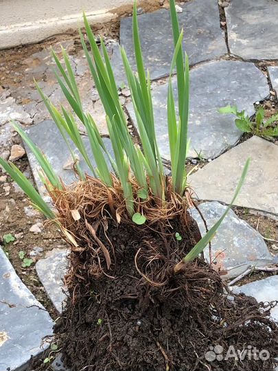 Ирис Сибирский белый