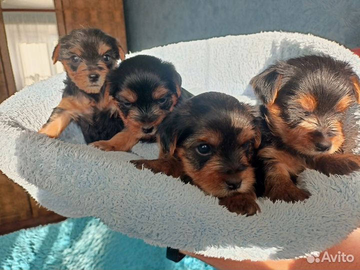 Йокширский терьер щенки