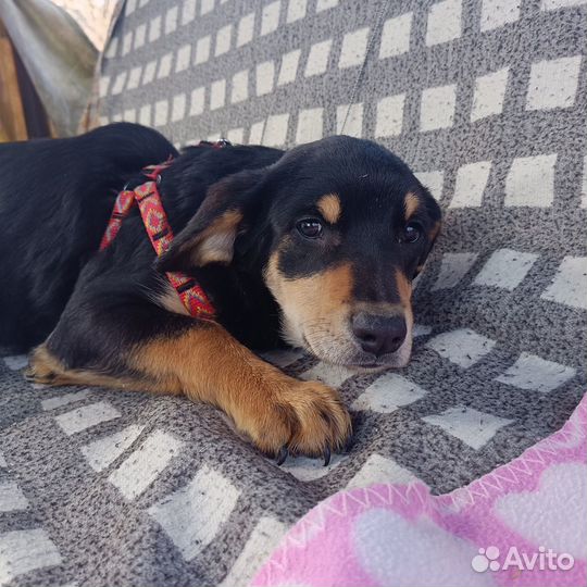 Мари - щеночек от небольшой собачки ищет дом