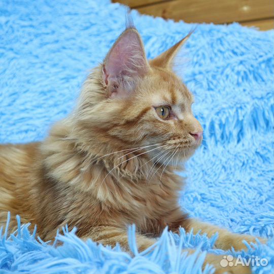 Девочка Mercedes