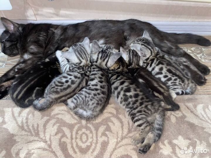 Бенгальские котята