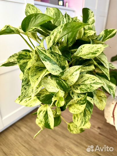 Эпипремнум марбл квин