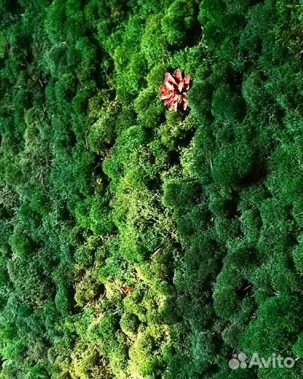 Панно цветное из мха