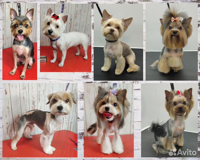 Груминг. Стрижка/тримминг собак и кошек