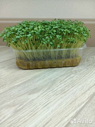 Микрозелень