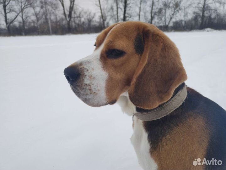 Собака бигль