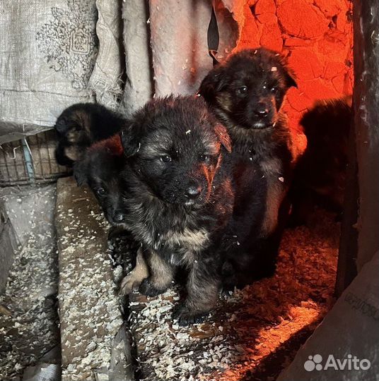 Щенки немецкой овчарки
