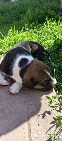 Американский стаффордширский терьер помесь