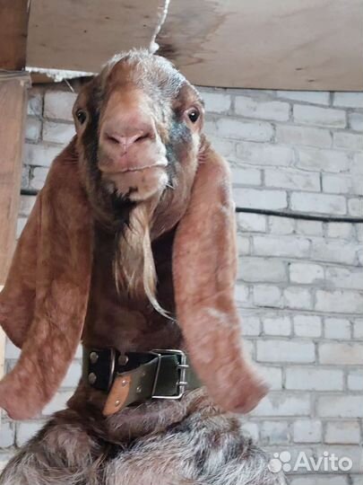 Нубийский козел