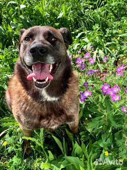 Багдад ищет семью