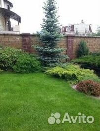 Укладка Рулонного газона