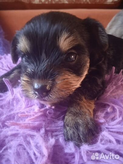 Йоркширский терьер мини