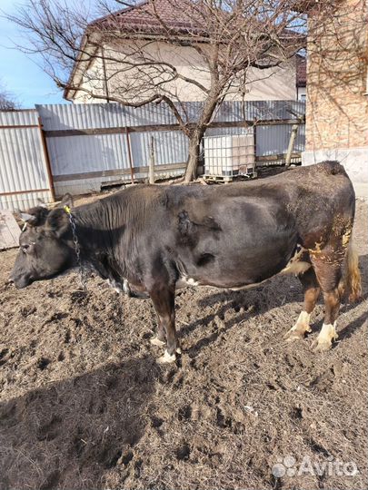 Корова дойная