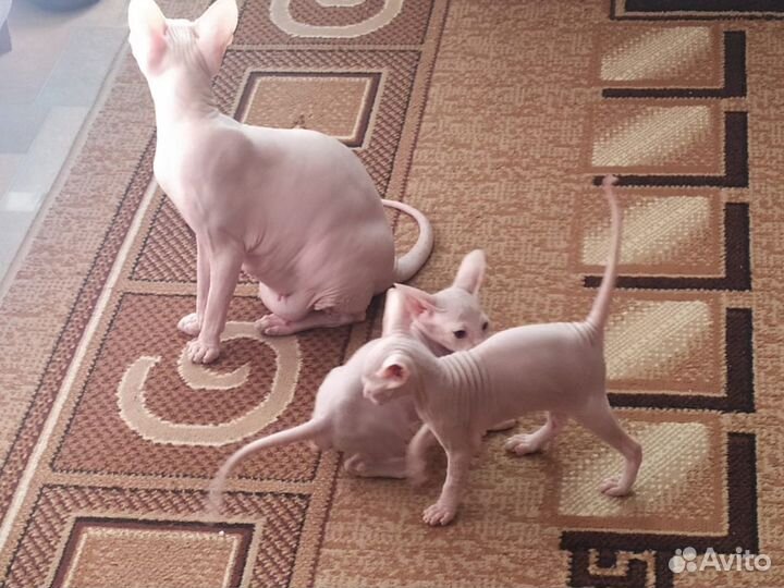 Котята сфинкс продам