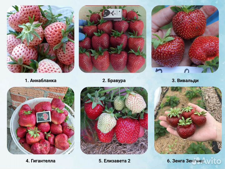 Саженцы клубники, клубника
