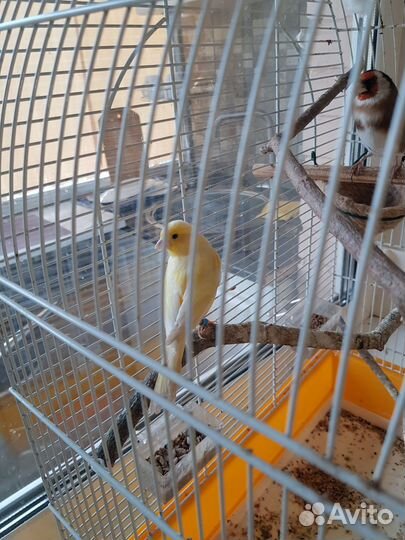 Кенара и канарейки