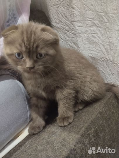 Шотландские вислоухие и прямоухие котята