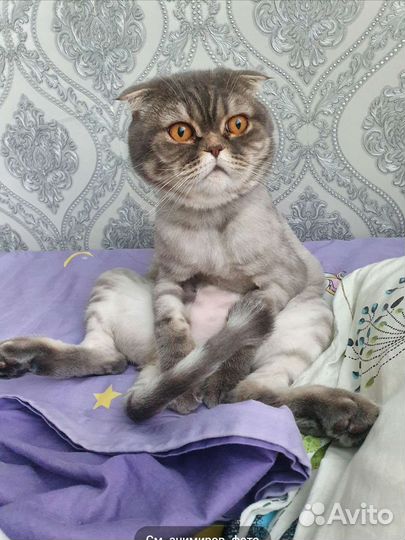 Шотландский вислоухий кот