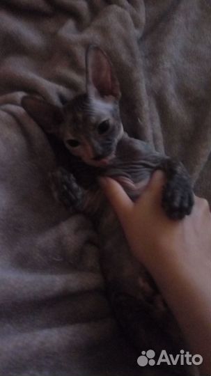 Донской сфинкс котята