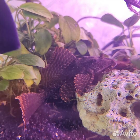 Аквариумные рыбки