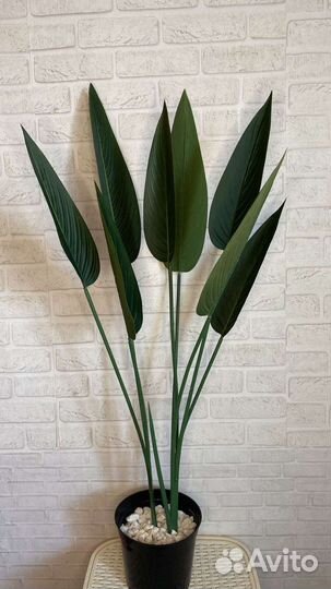 Стрелиция искусственная